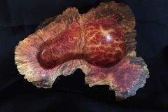 Red Mallee Burl #1